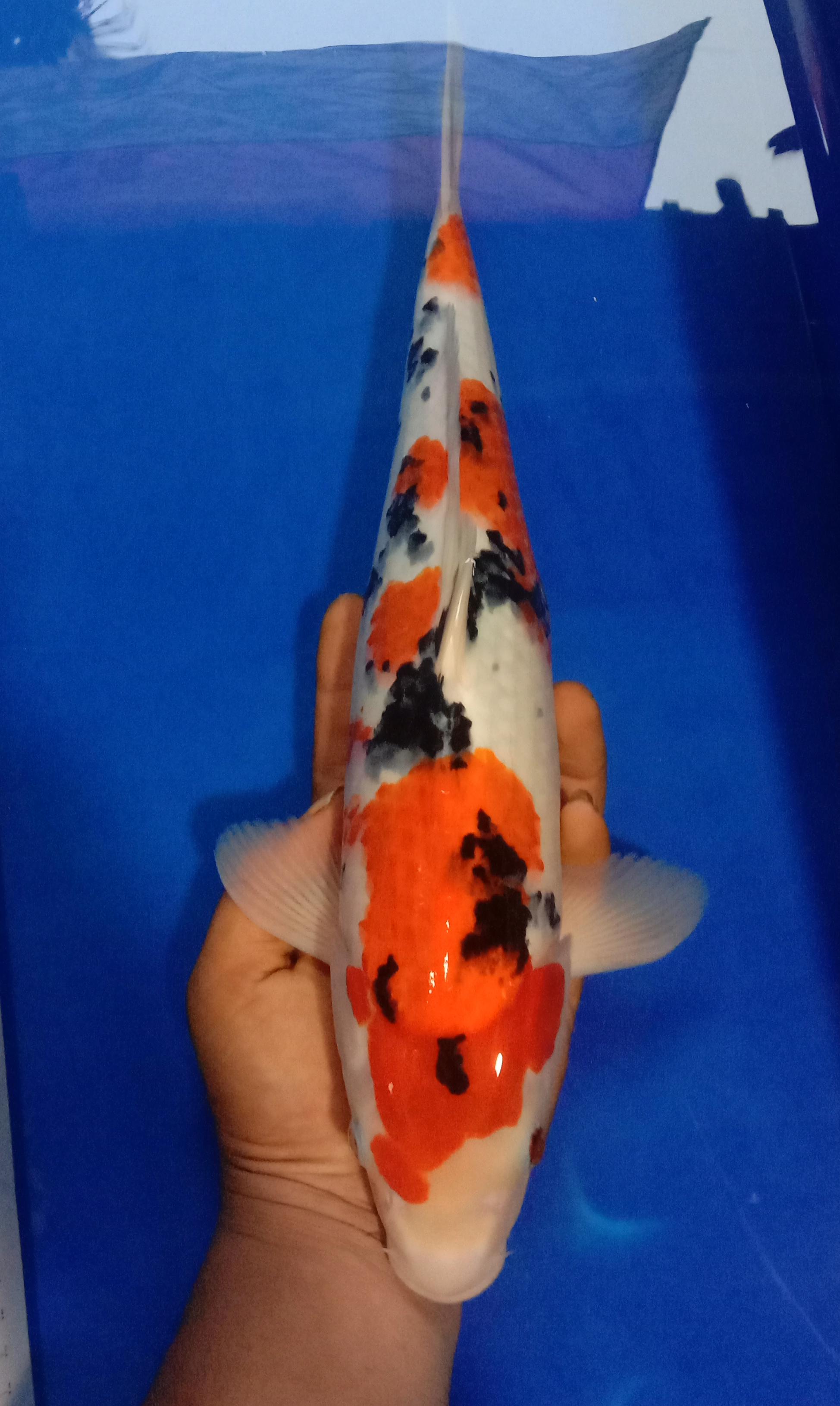 SANKE 40cm