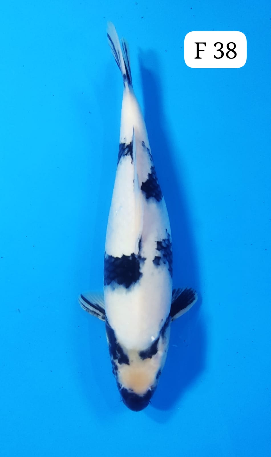 SHIRO F 38cm