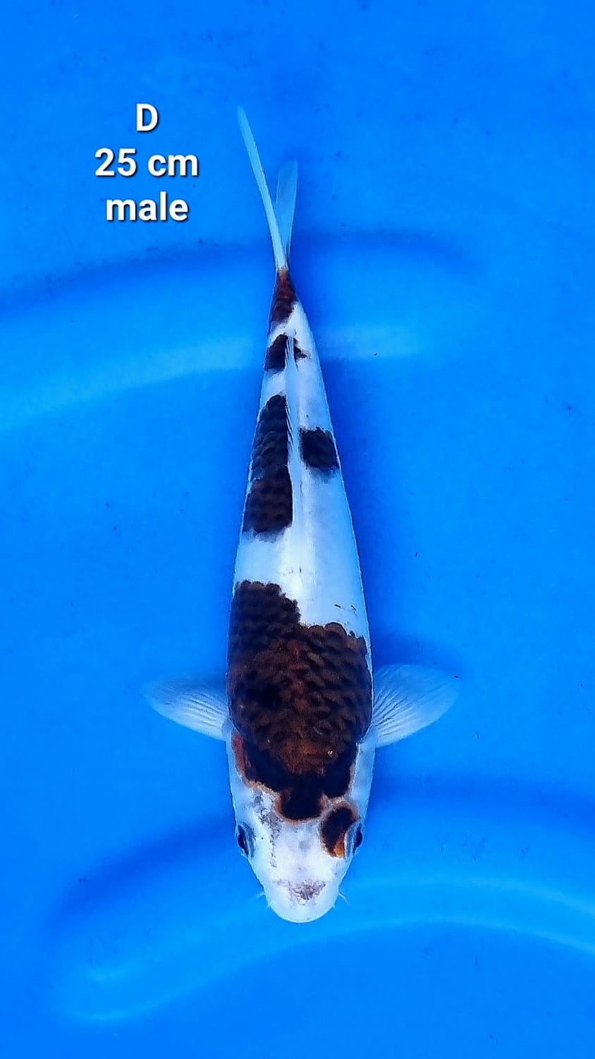 GOROMO 25cm