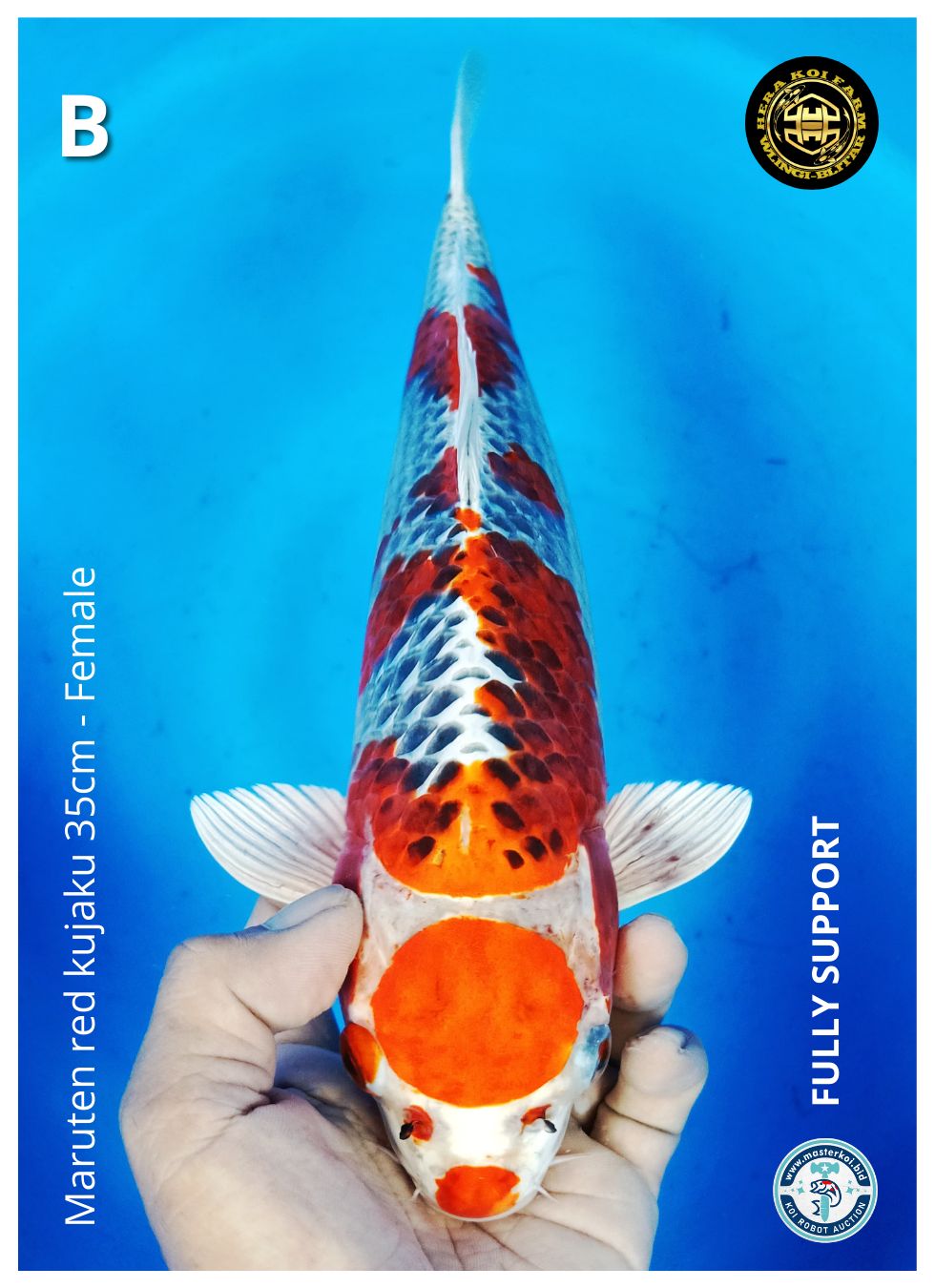 MARUTEN RED KUJAKU 35cm