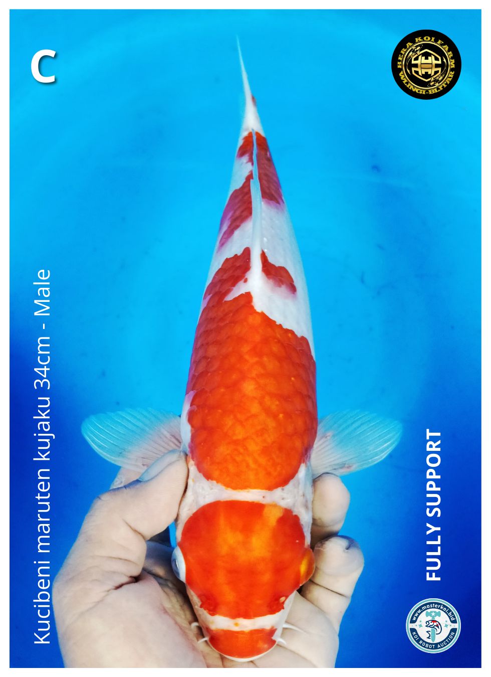 KUCIBENI MARUTEN KUJAKU 34cm