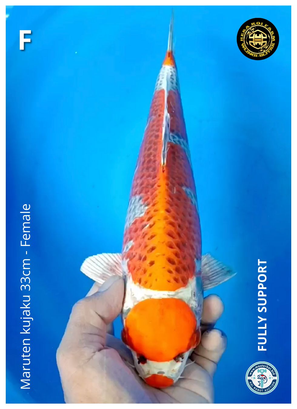 MARUTEN KUJAKU 33cm