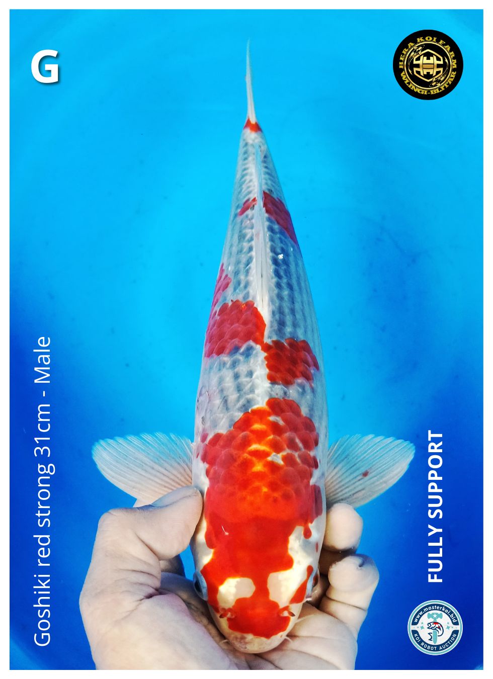 GOSHIKI RED STRONG 31cm