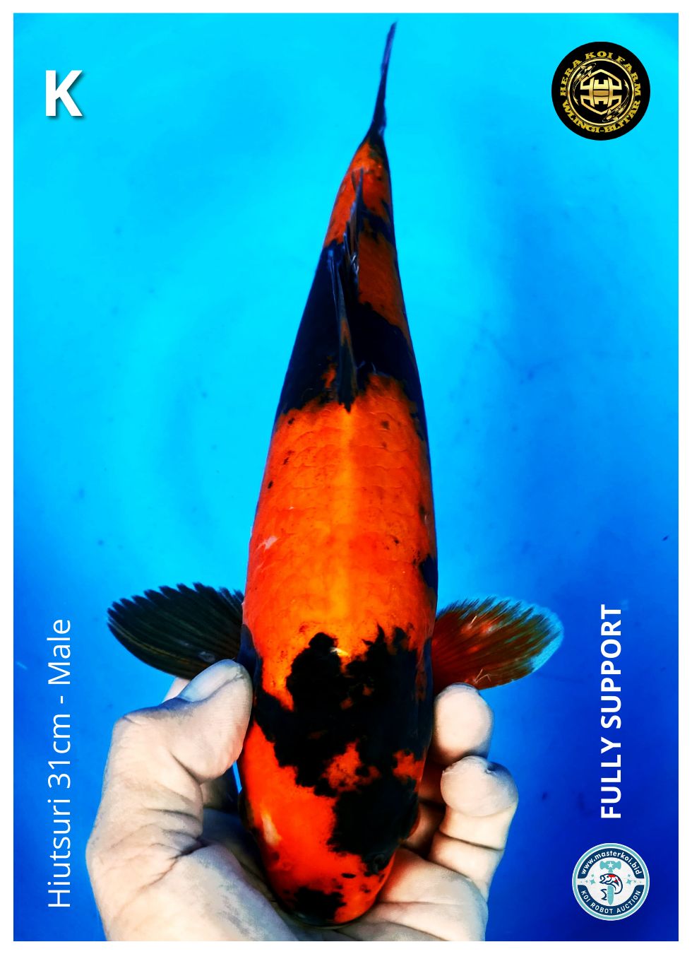 HIUTSURI 31cm