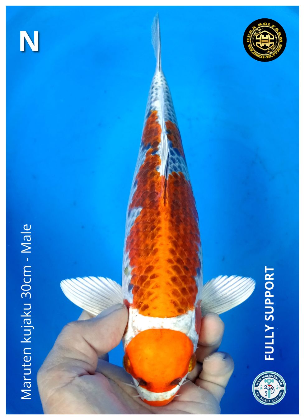 MARUTEN KUJAKU 30cm
