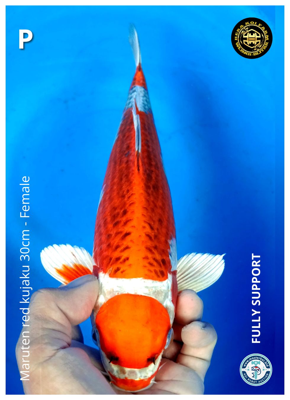 MARUTEN RED KUJAKU 30cm