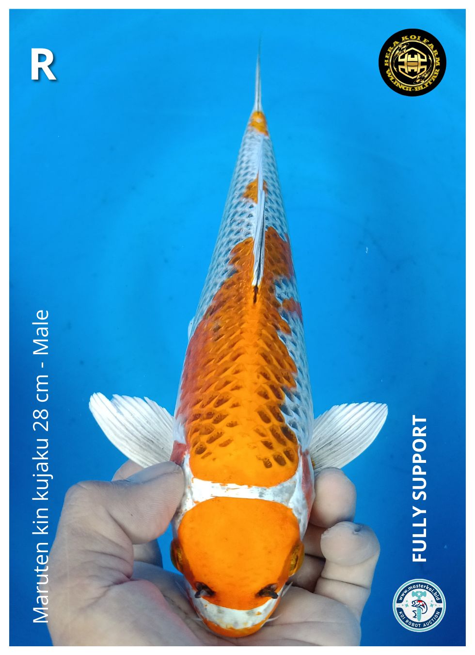 MARUTEN KIN KUJAKU 28cm