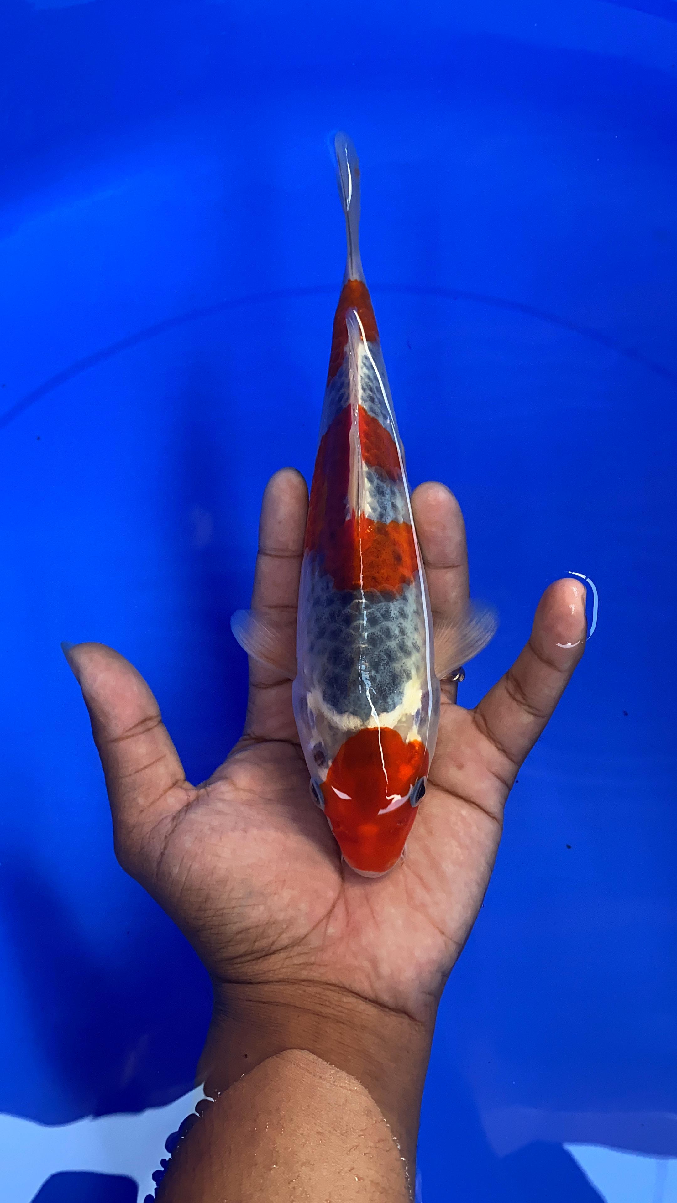 GHOSIKI 22cm