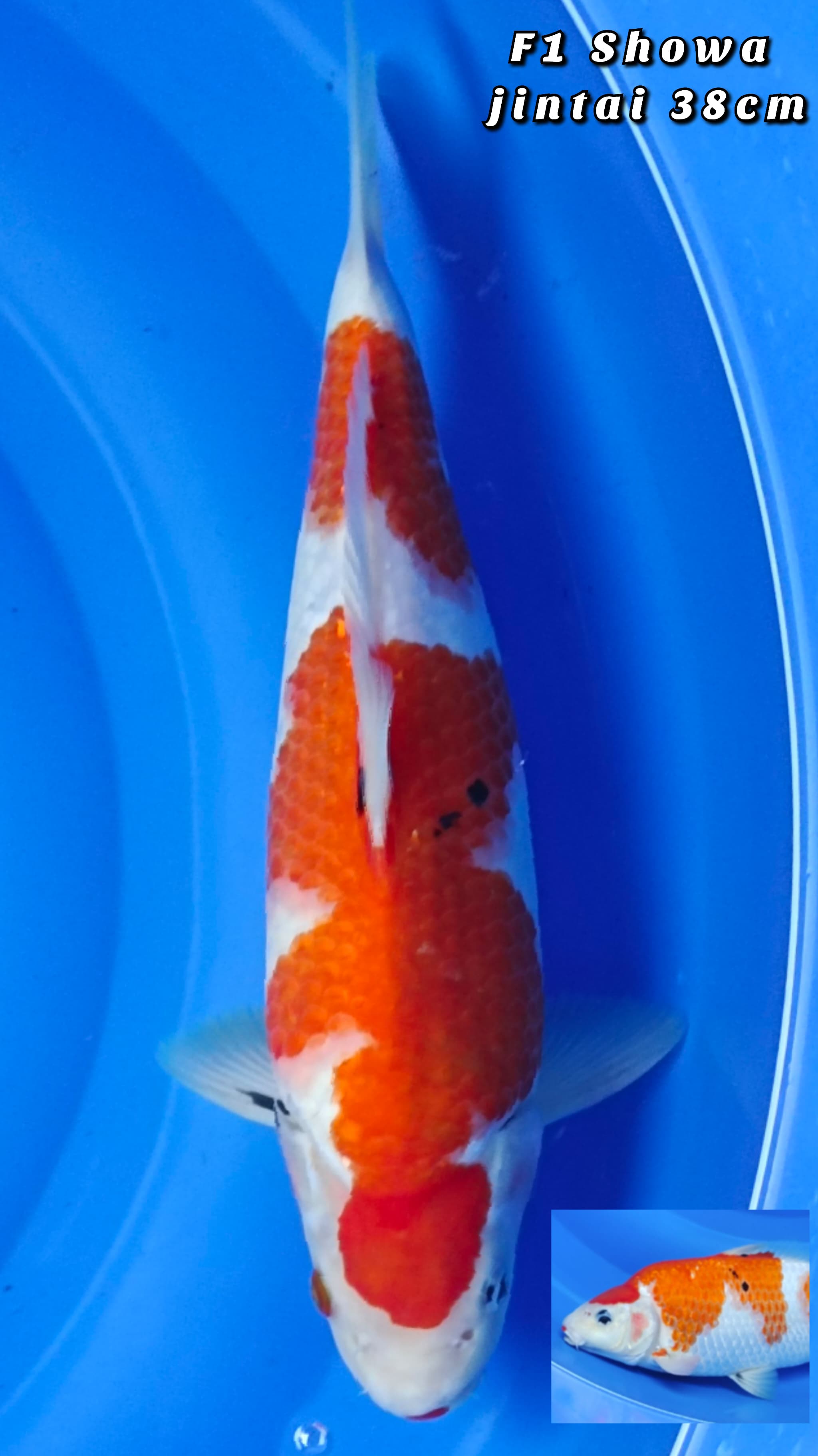 F1 TATEGOI SHOWA JINTAI 38cm