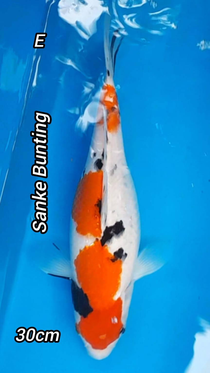 SANKEBUNTING 30cm