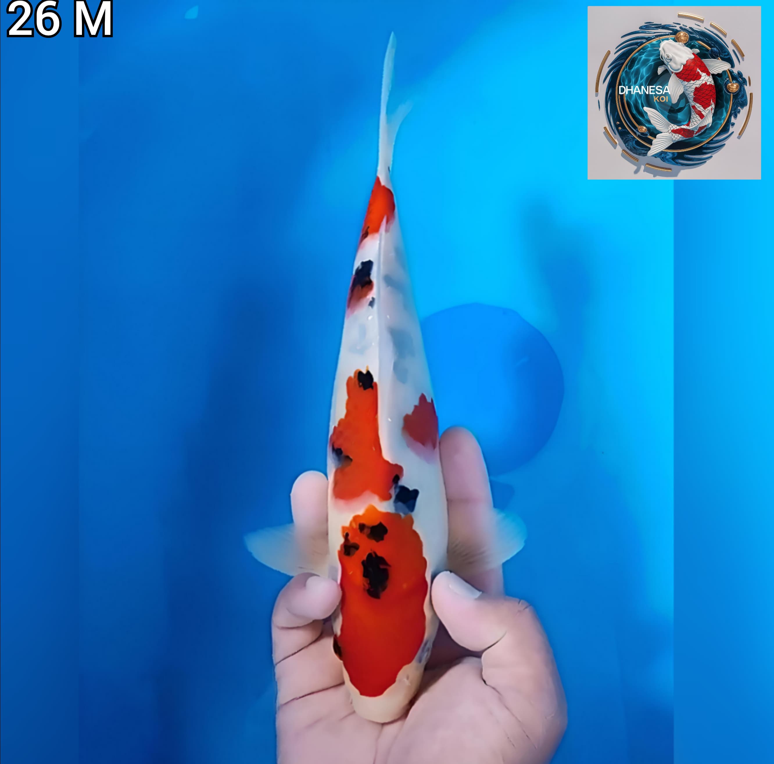 SANKE CIAMIK ORIGINAL 26cm