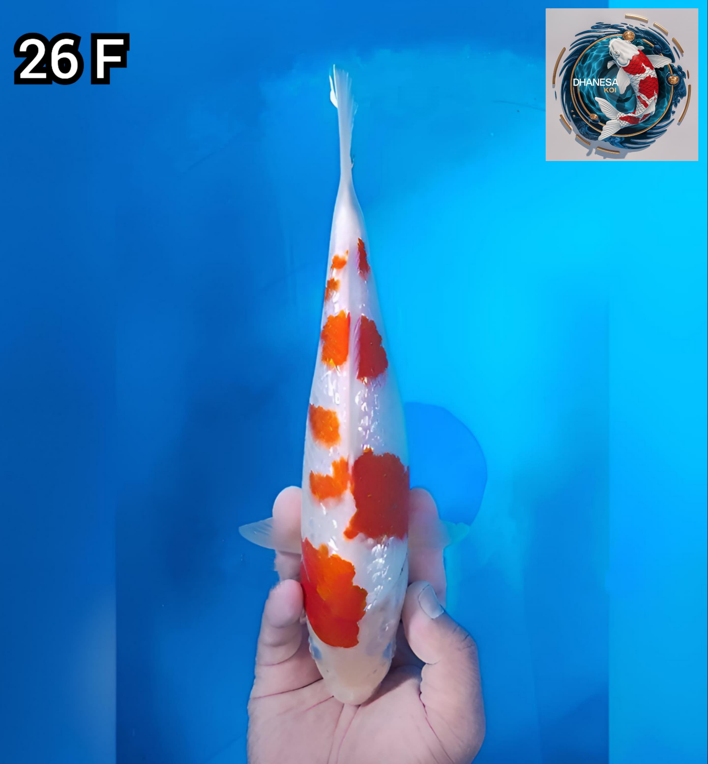 KOHAKU GINRIN PATTERN MANTAP ORIGINAL 26cm