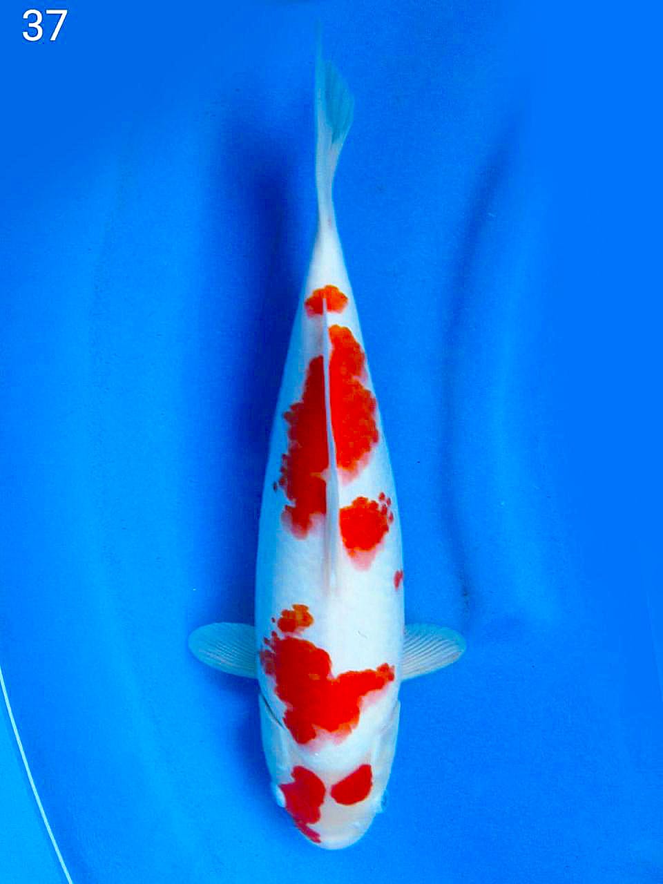 KOHAKU SAKURA 37cm FEMALE