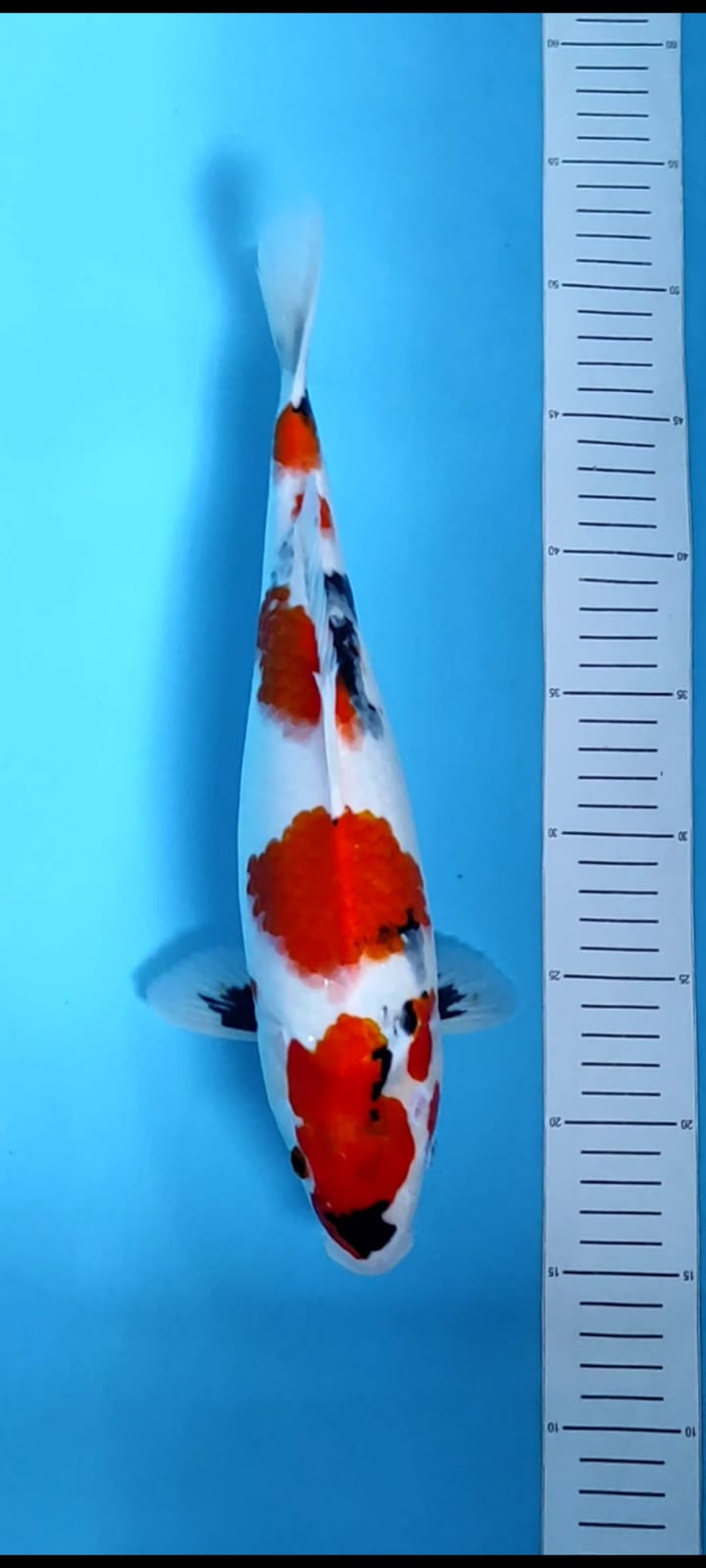 SHOWA 37cm