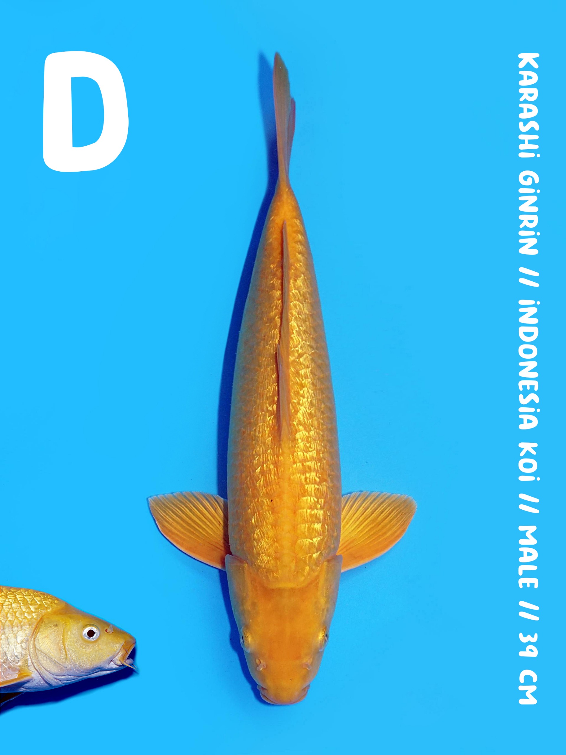 KARASHI GINRIN 39cm