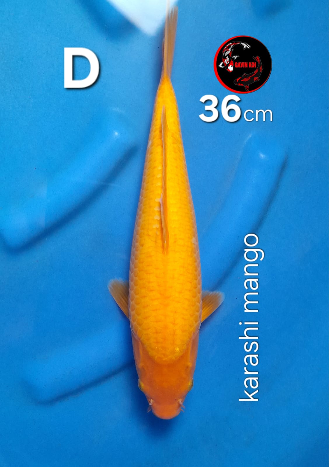 KARASHI MANGO 36cm