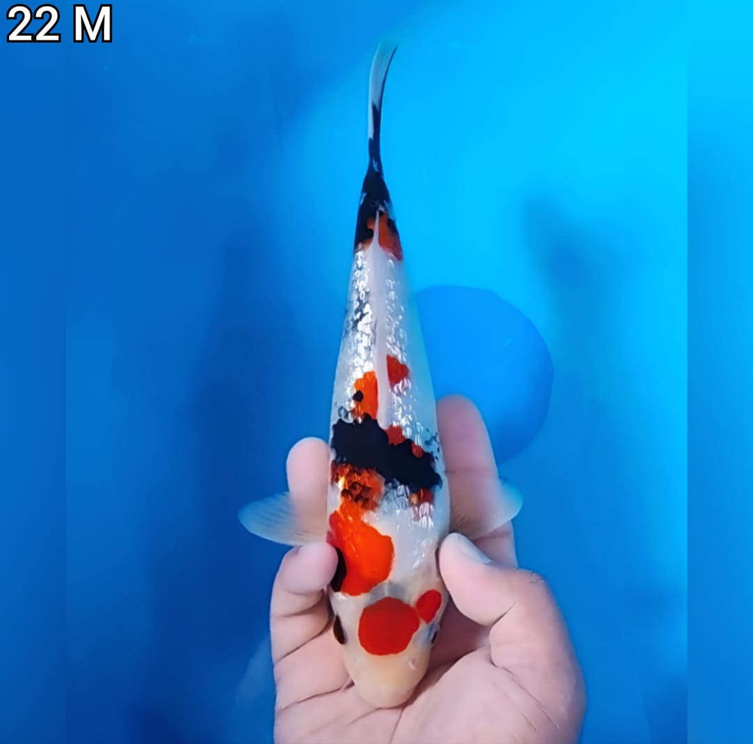 SHOWA GINRIN 22cm