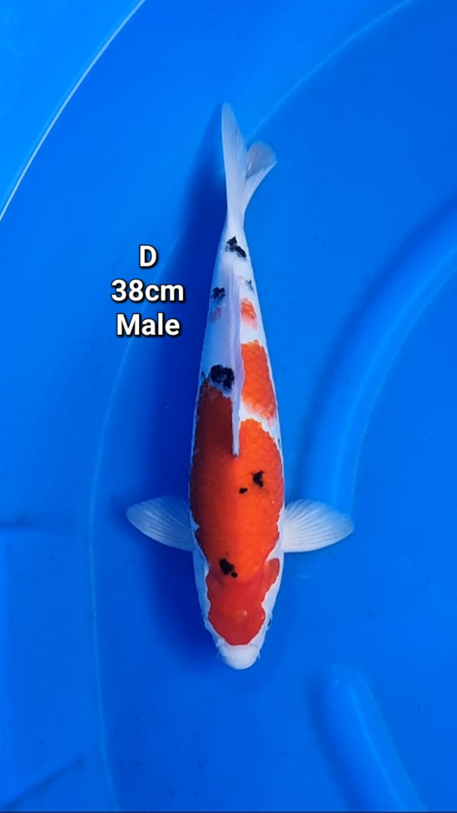 TAISHO SANSHOKU 38cm