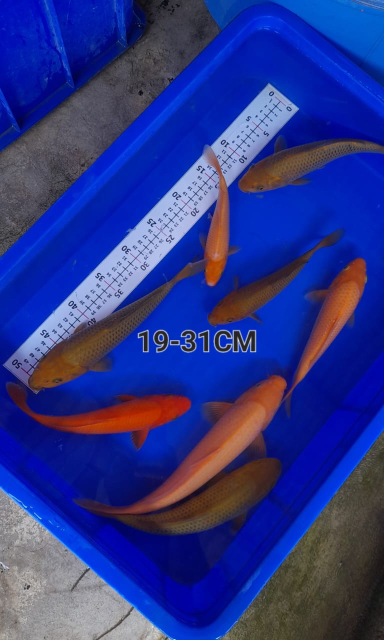 PAKET MIX 1931cm