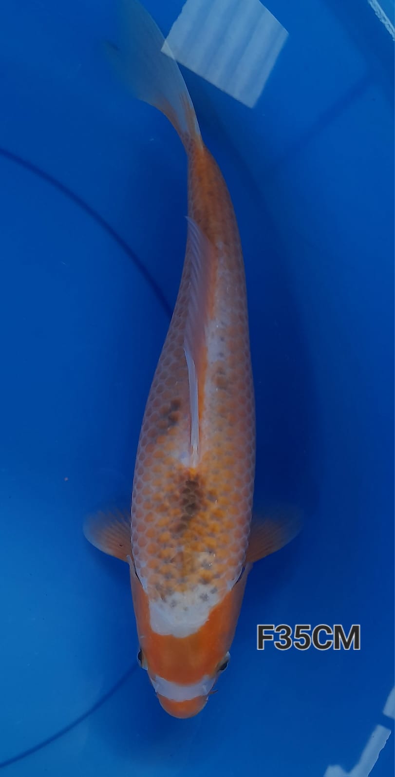 SABIKOYO KUCIBENI 35cm