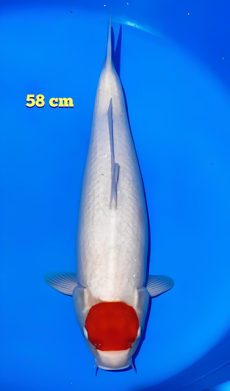 TANCHO KOHAKU 58cm