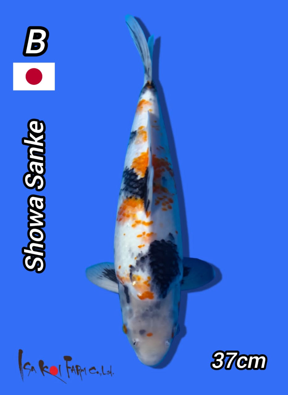 SHOWA SANKE 37cm