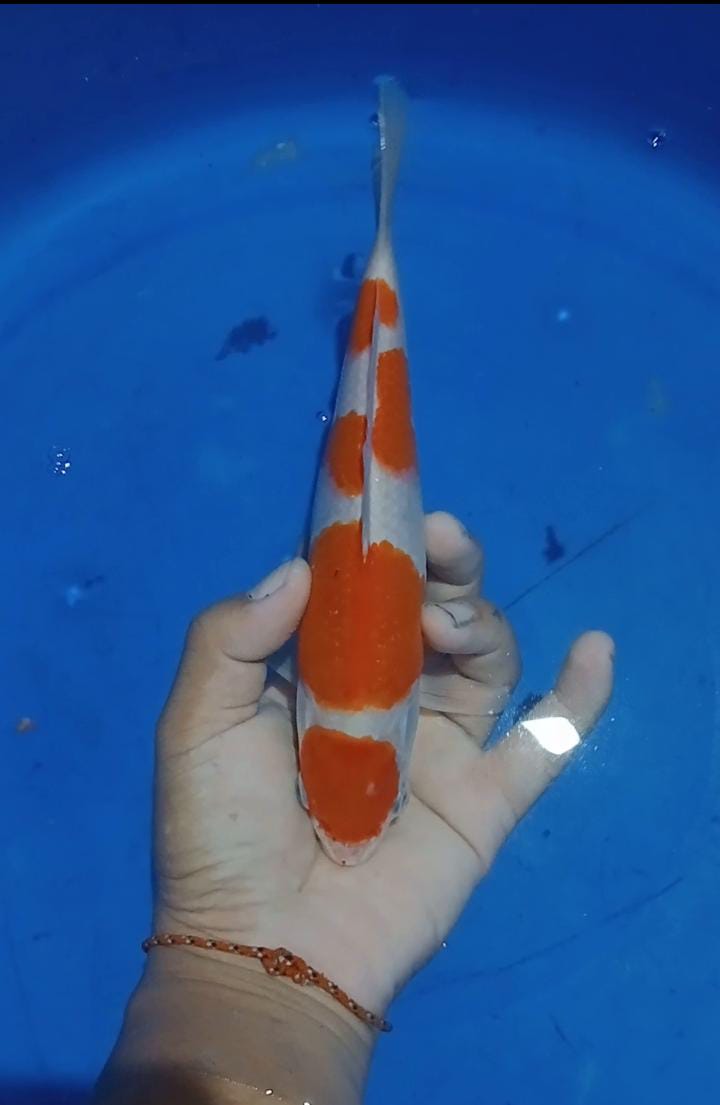 Lelang Koi Online, Jual Beli Ikan Koi, Pusat Jual Beli Koi, Info Lelang Koi Hari Ini, Platform Jual Beli Koi, Jual Beli Ikan Koi Online, Marketplace Ikan Koi, Jual Koi Terbaik, Tempat Beli Koi Berkualitas, Pasar Ikan Koi Online Terpercaya, Penjual Ikan Koi Terpercaya, Beli Koi Hias Online, Ikan Koi untuk Dijual, Koi Kualitas Terbaik, Toko Online Ikan Koi, Koi Hias Untuk Dijual, Jual Beli Ikan Koi Lokal, Koi Indonesia Online, Pusat Jual Beli Koi Terbesar