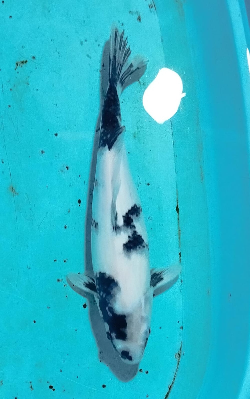 SHIRO OMOSAKO 37cm