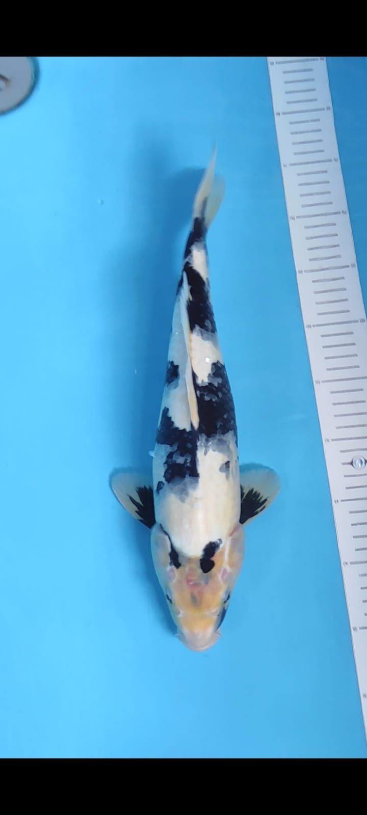 SHIRO UTSURI 40cm