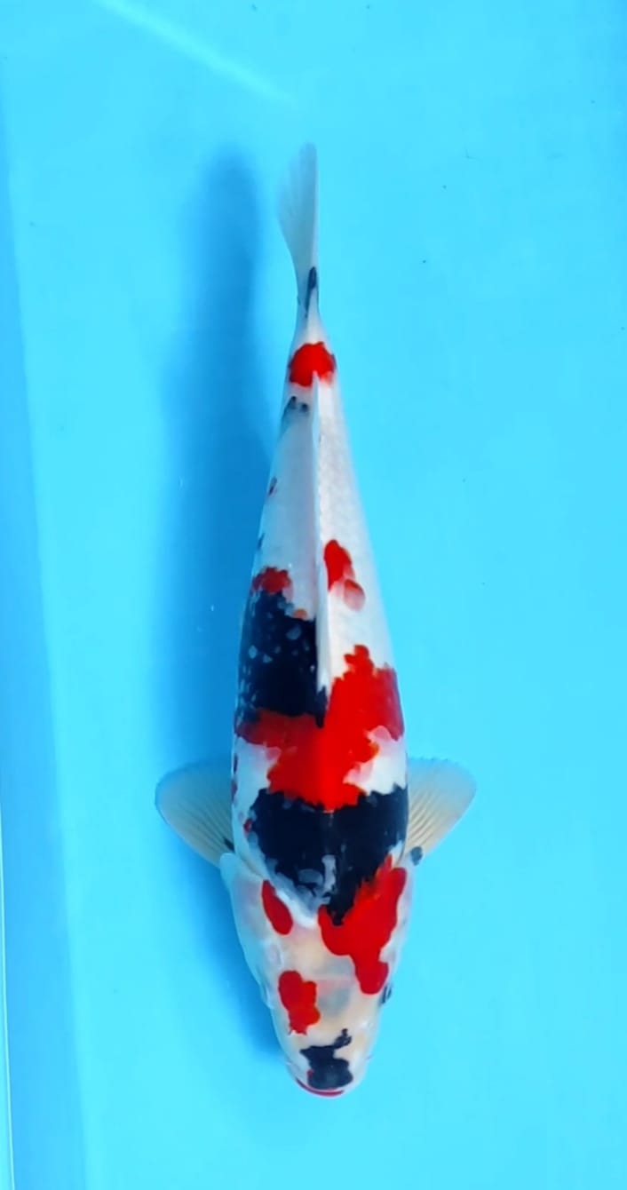 KINDAY SHOWABULKY 37cm