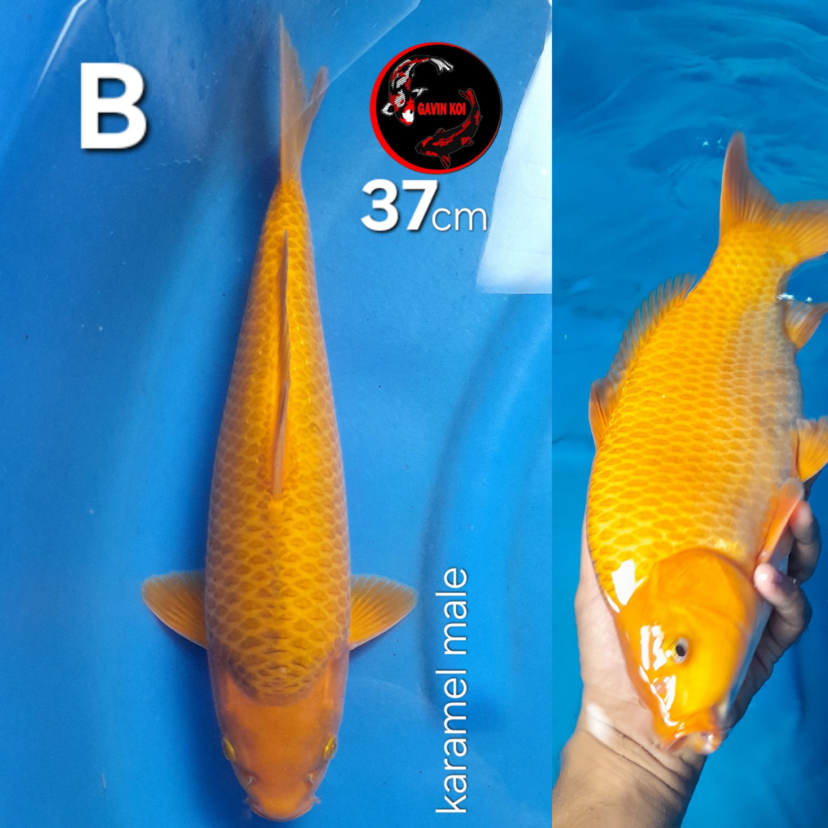 KARAMEL BERPUNUK 37cm