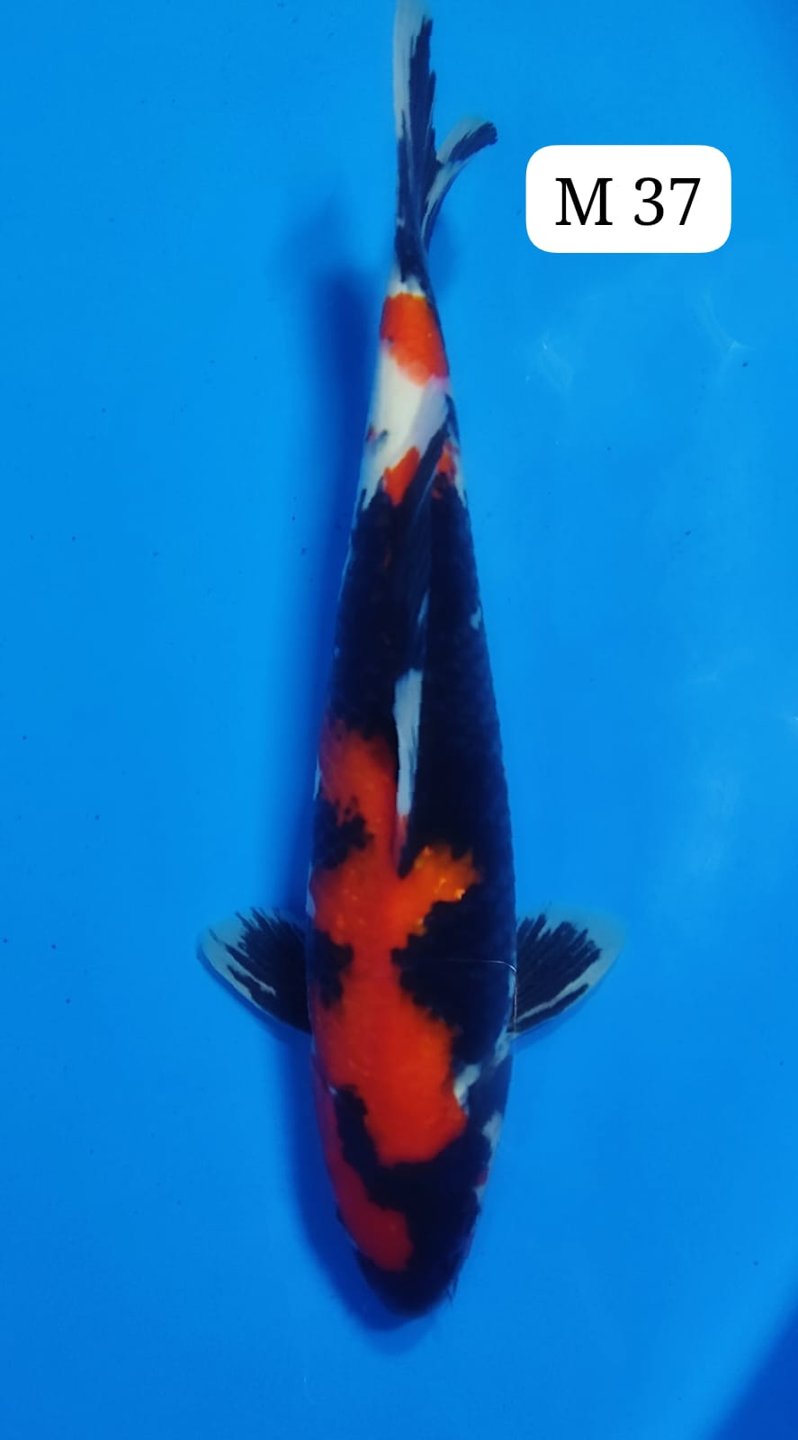 SHOWA M 37cm