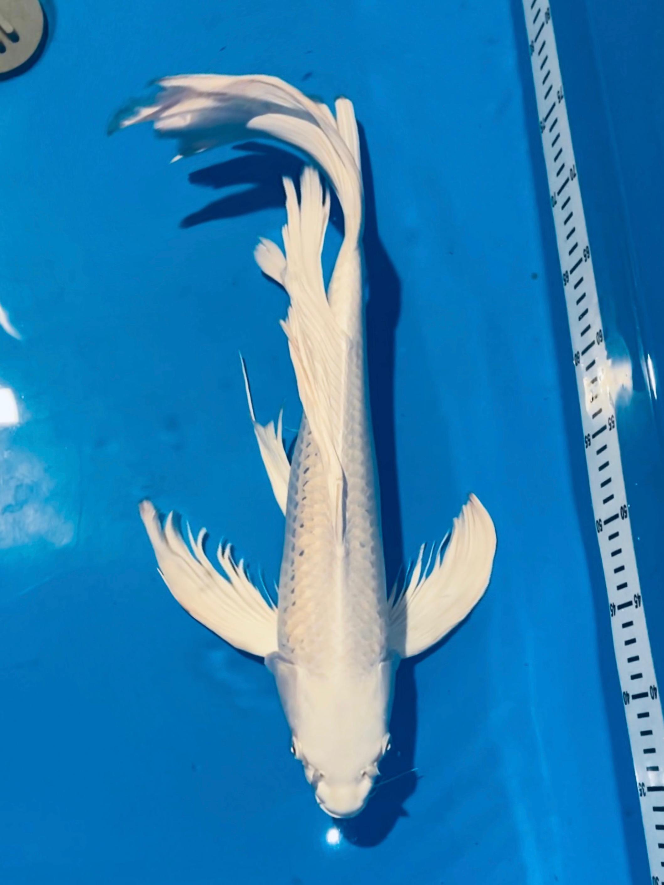KUMPAY PLATINUM 50cm