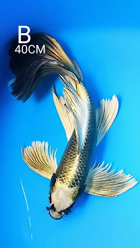 KUMPAY MUKASI SUPER GONDRONG 40cm