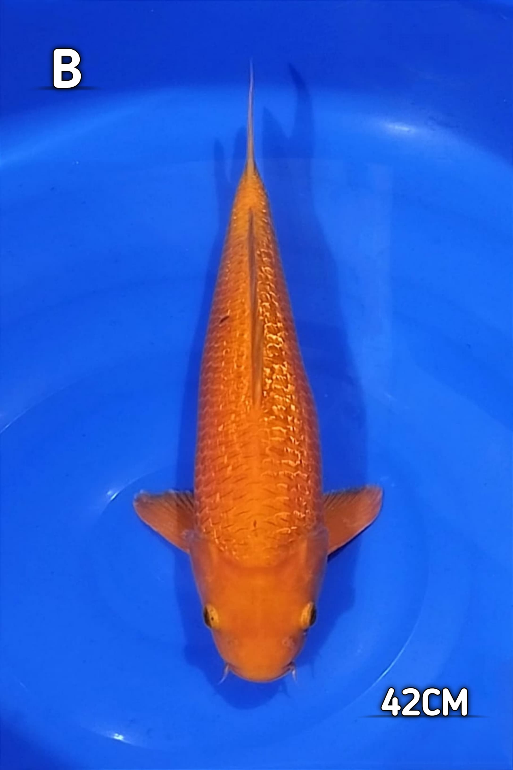 CARAMEL MANGGO 42cm