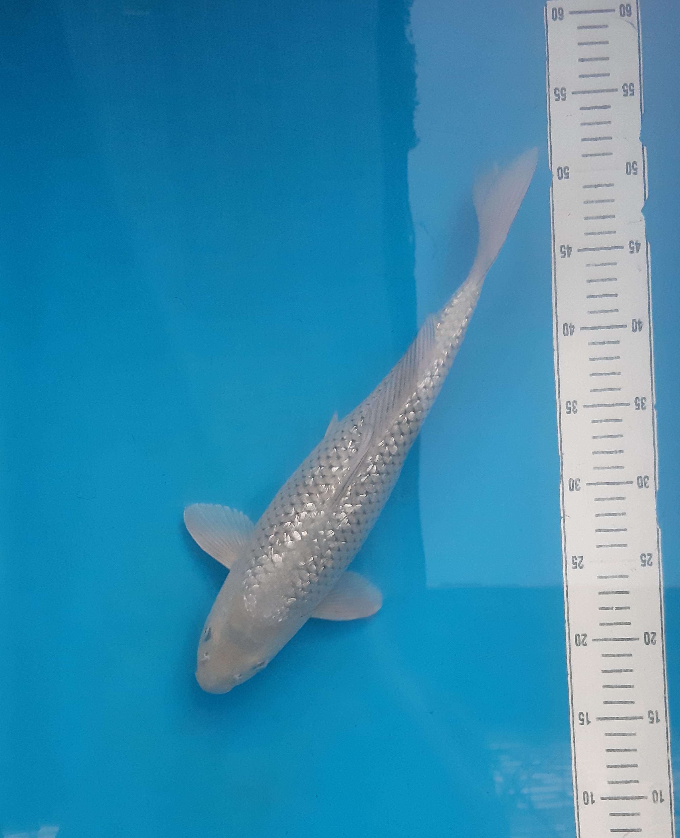 SORAGOI GINRIN 39cm