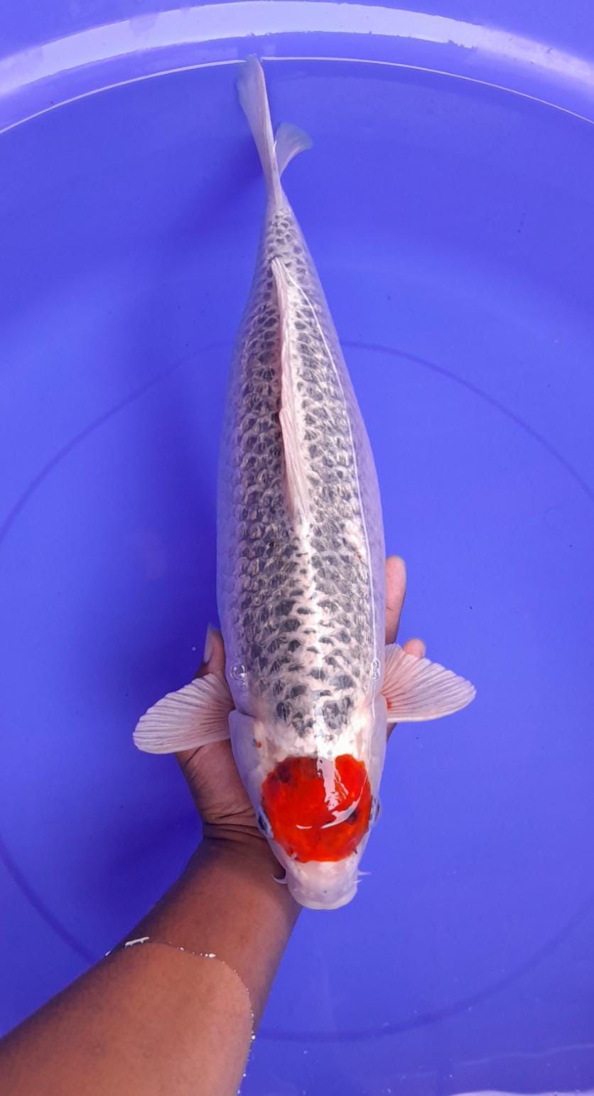 TANCHO GHOSIKI GINRIN 40cm