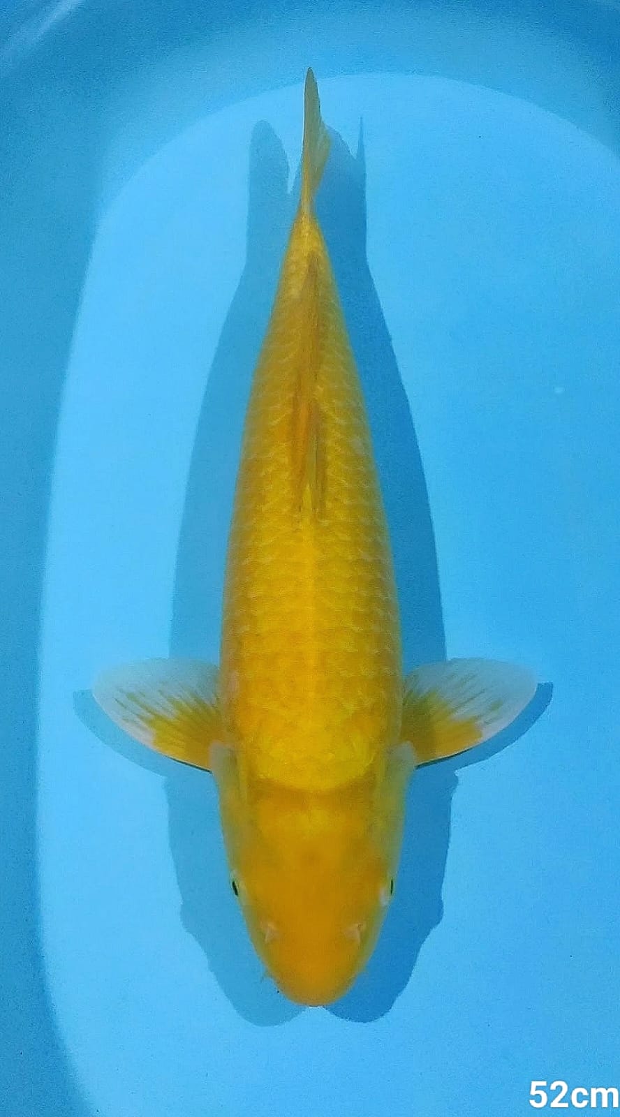 KARASI 52cm