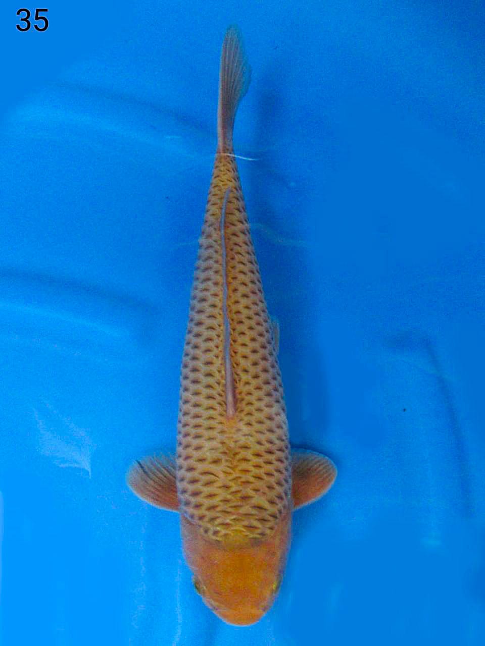 CARAMEL RING RAPI 35cm MALE
