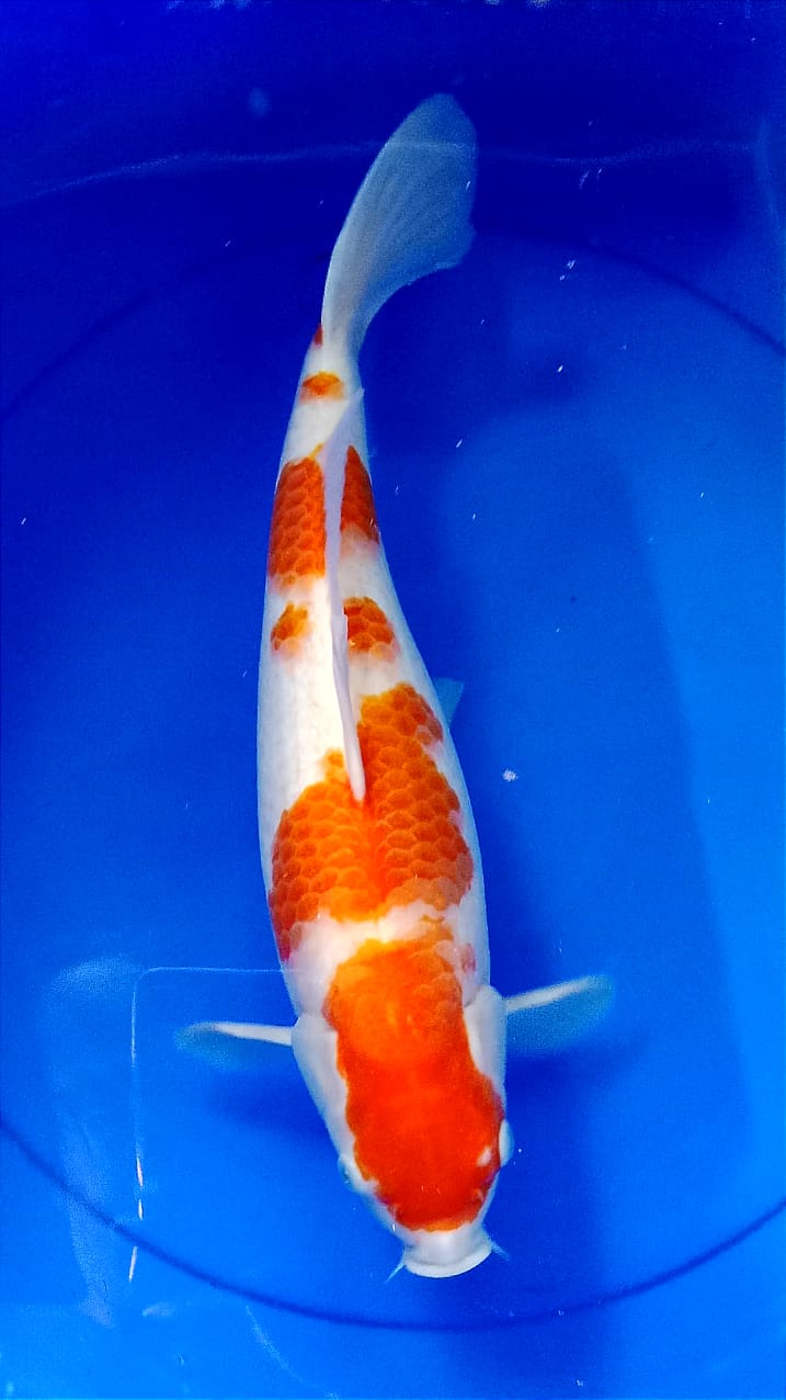 KOHAKU HIGH QUALITY 40cm