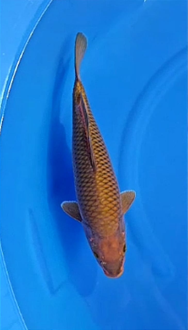 CHAGOI TEMBAGA 43cm