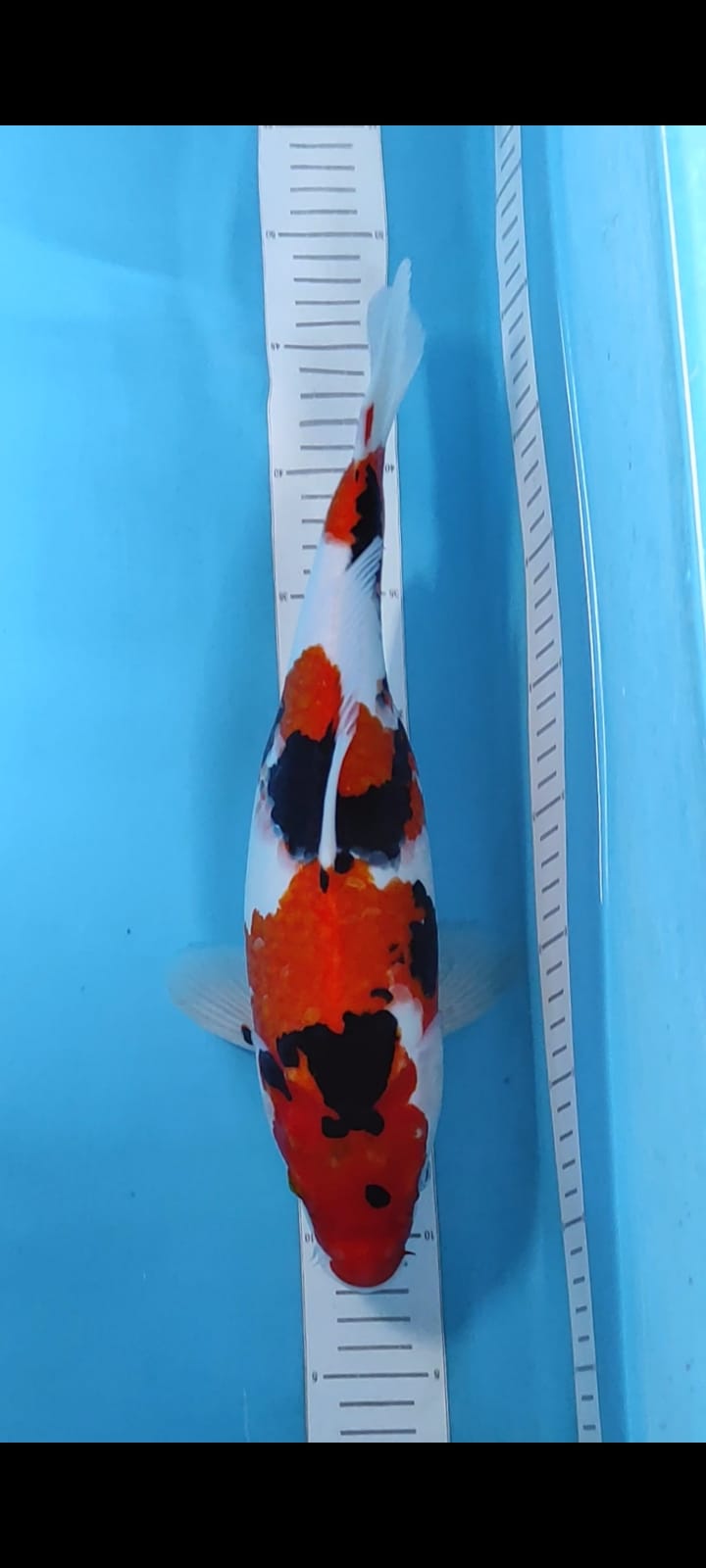 SHOWA 38cm
