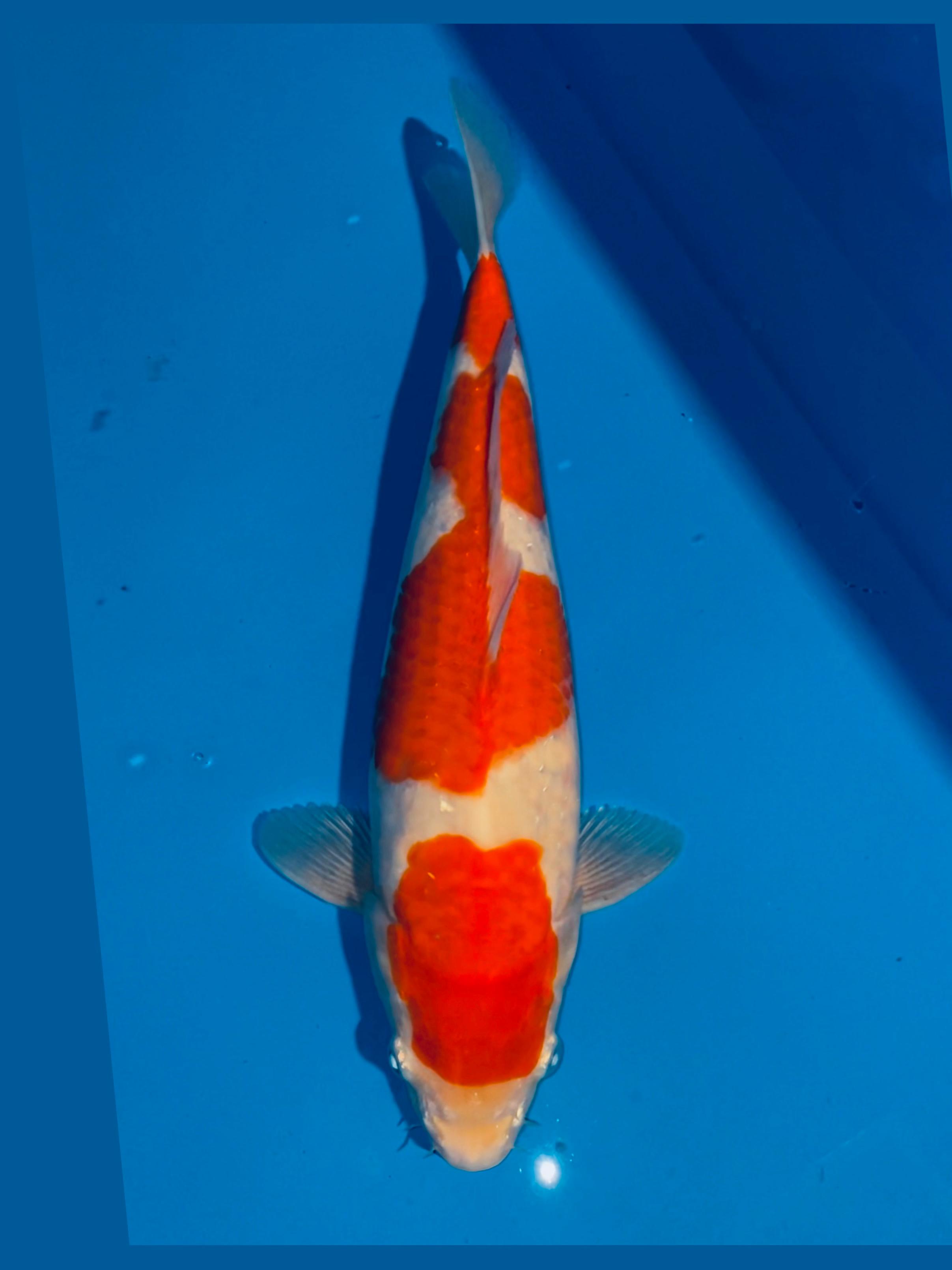 KOHAKU ORIGINALEBULKY 40cm