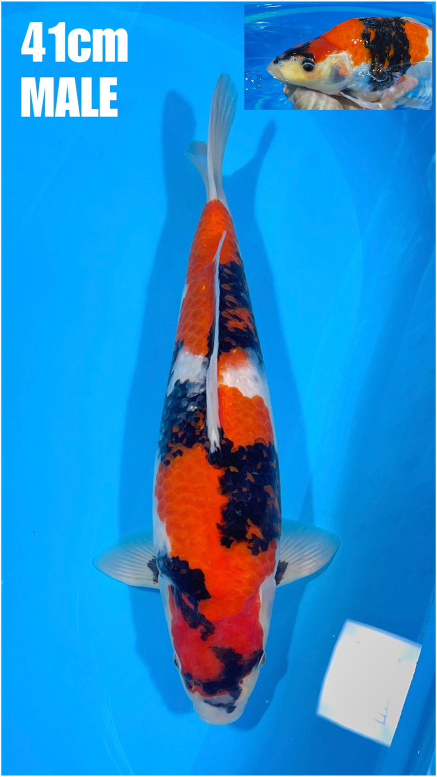 SHOWA 41cm PUNUK EXTREME BAKAT JUMBO