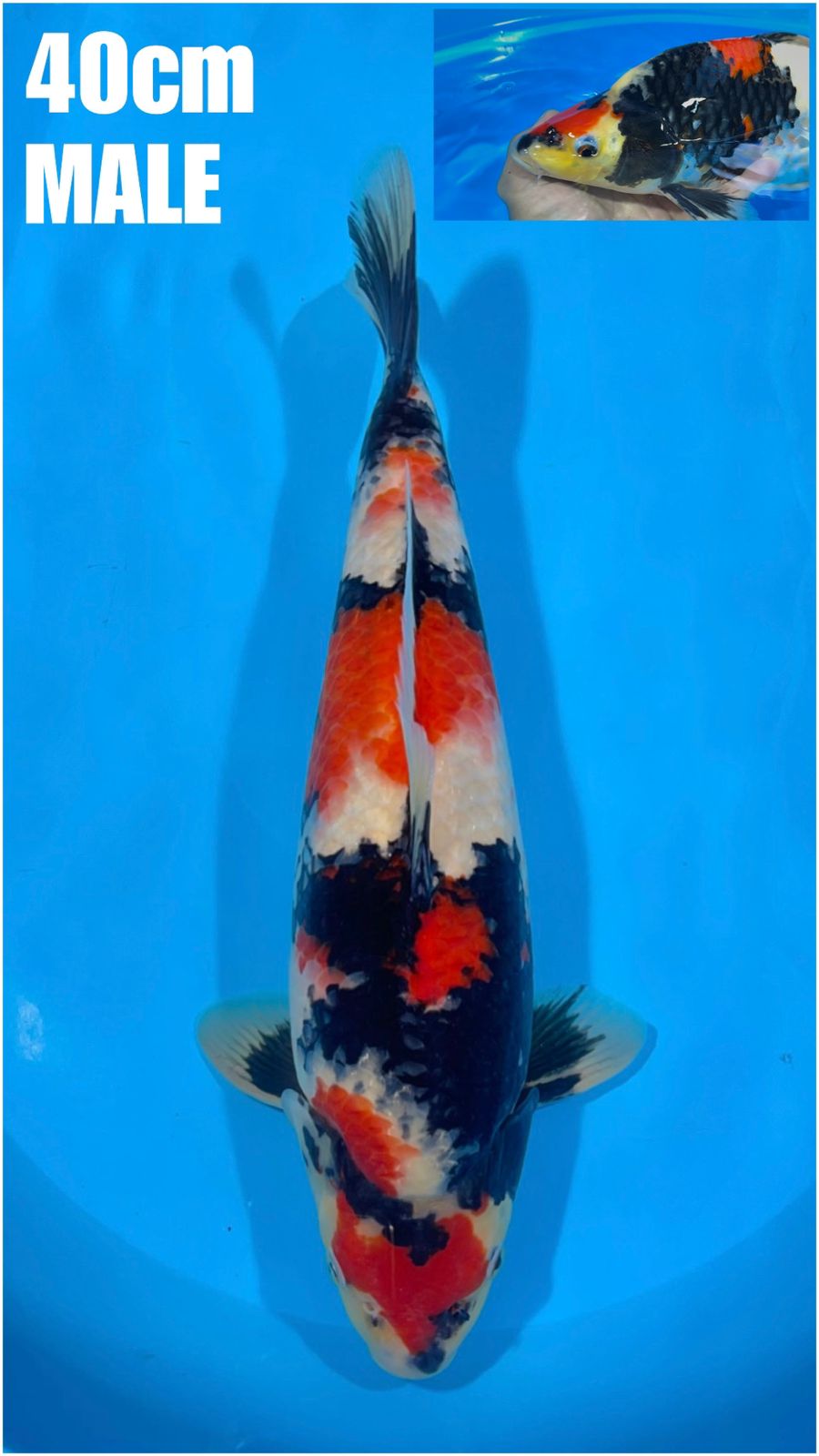 SHOWA MARUTEN 40cm PUNUK EXTREME BAKAT JUMBO