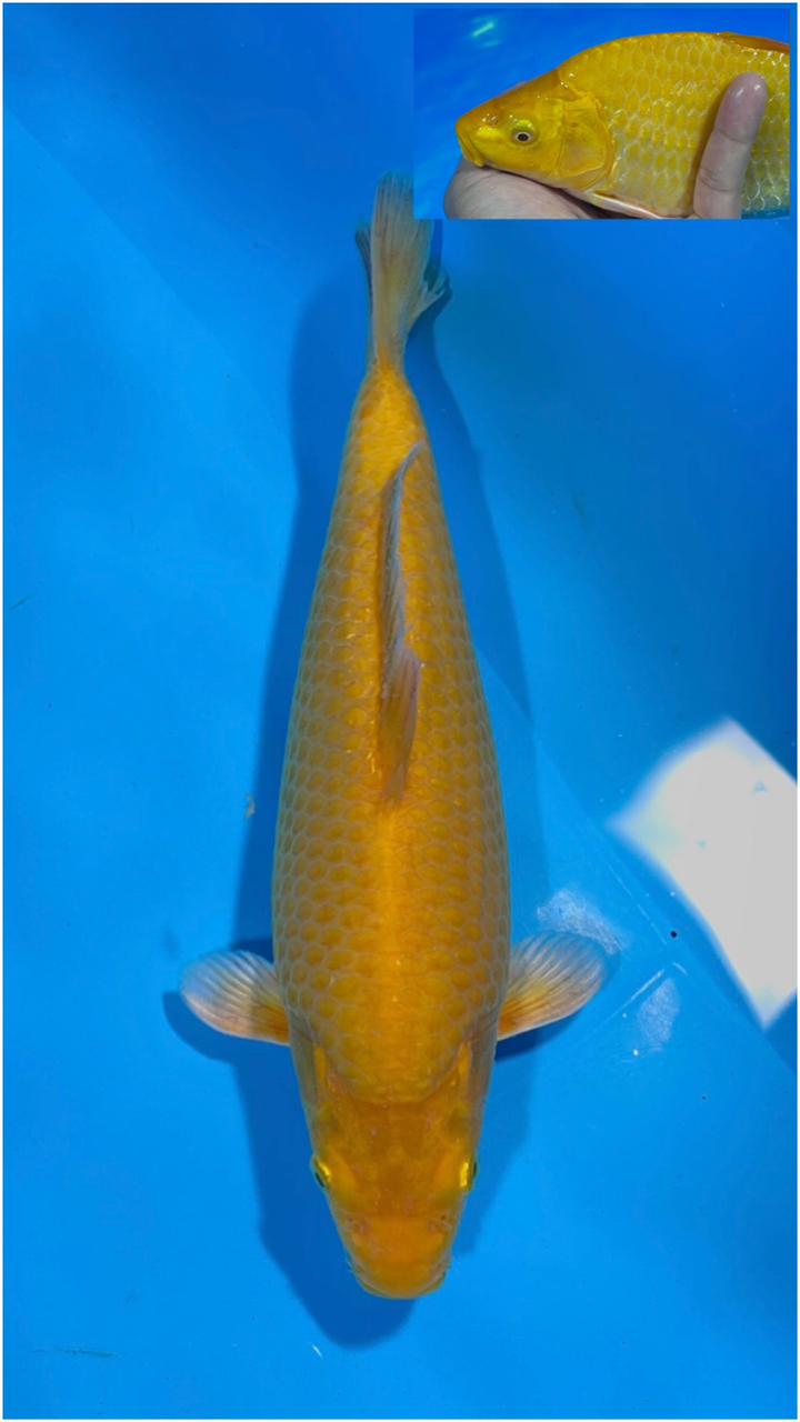 KARASI HIKARI 25cm