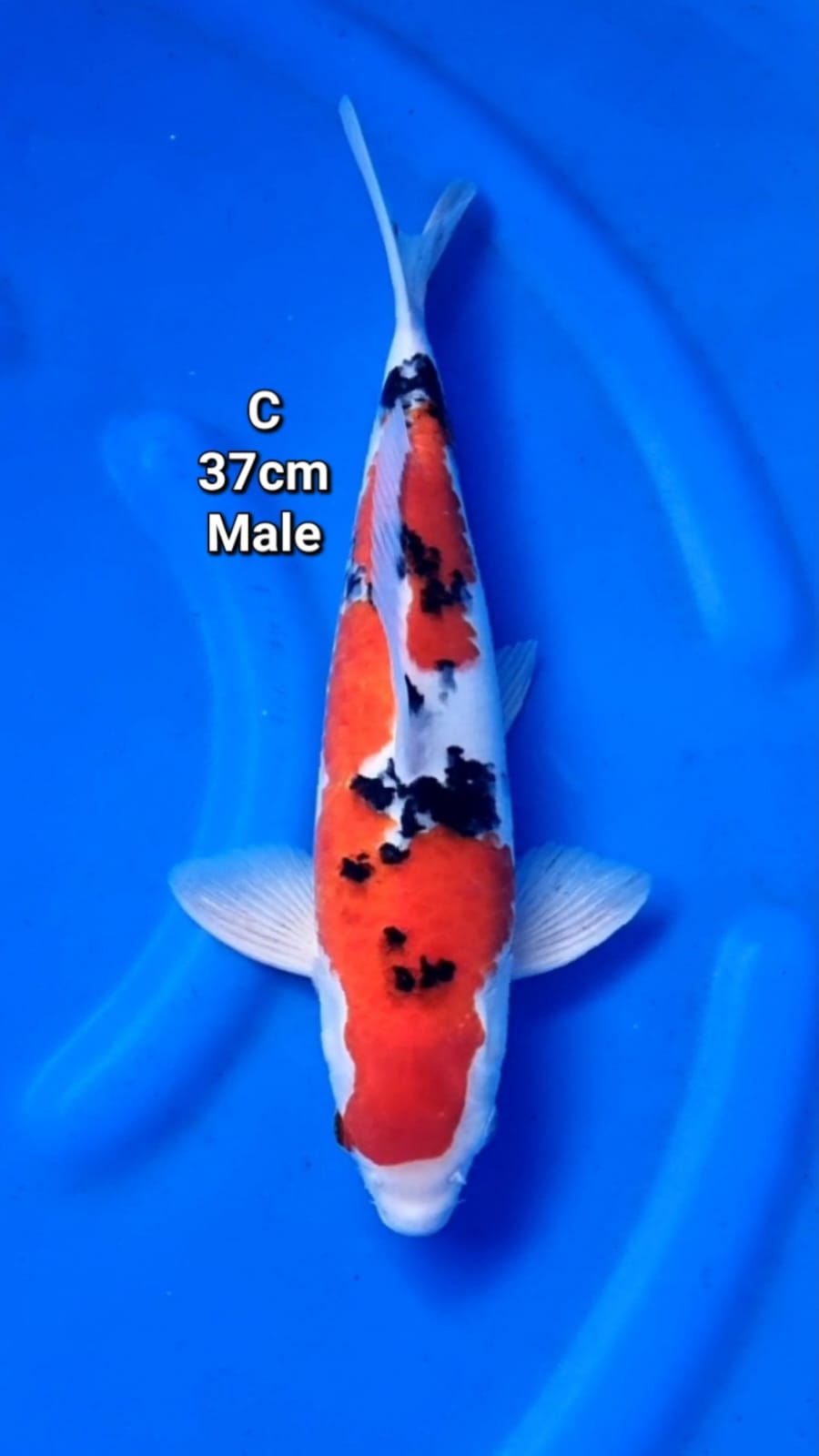 TAISHO SANSHOKU 37cm
