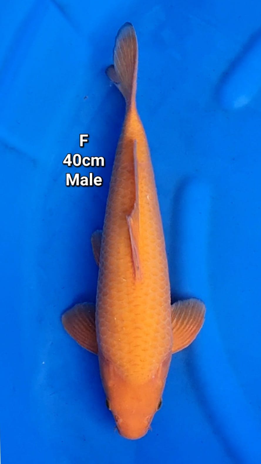 KARAMEL BERPUNUK 40cm