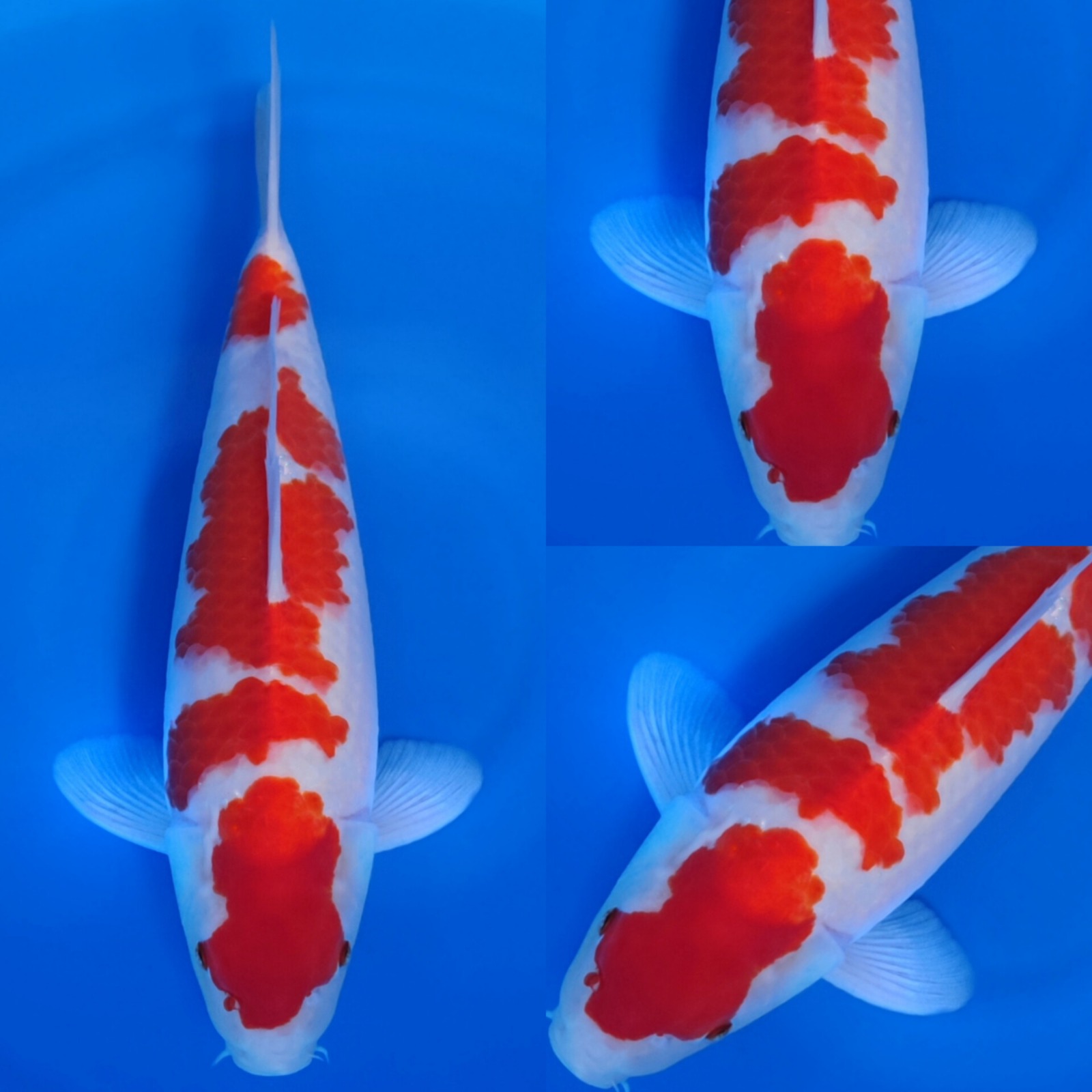 KOHAKU SISIK HQ 39cm