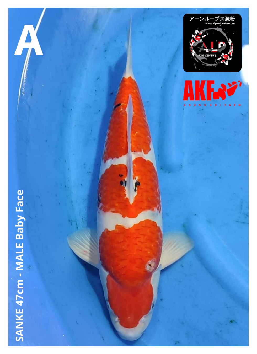 Lelang Koi Online, Jual Beli Ikan Koi, Pusat Jual Beli Koi, Info Lelang Koi Hari Ini, Platform Jual Beli Koi, Jual Beli Ikan Koi Online, Marketplace Ikan Koi, Jual Koi Terbaik, Tempat Beli Koi Berkualitas, Pasar Ikan Koi Online Terpercaya, Penjual Ikan Koi Terpercaya, Beli Koi Hias Online, Ikan Koi untuk Dijual, Koi Kualitas Terbaik, Toko Online Ikan Koi, Koi Hias Untuk Dijual, Jual Beli Ikan Koi Lokal, Koi Indonesia Online, Pusat Jual Beli Koi Terbesar